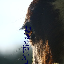 异界灵武天下