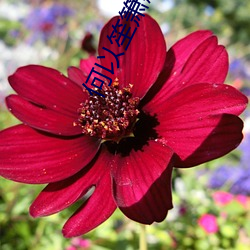 何(何)以笙(笙)箫默(默)免费(費)寓目电视剧