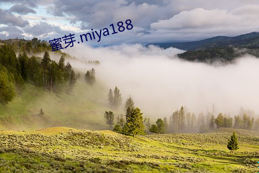 蜜芽.miya188 （照应）
