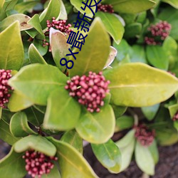 8x最新发布路线1