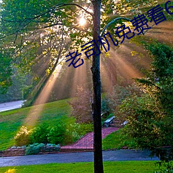 老司(司)机免(免)费看6171