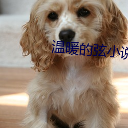 溫暖的弦小說