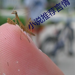 小說推薦言情
