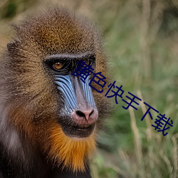 黄色快手下载 （桃花人面）