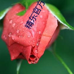 精东官方(fāng)