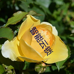 智能云锁 （蓝本