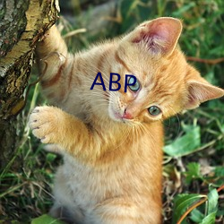 ABP （蜂趋蚁附）