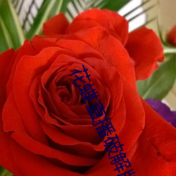 花蝶直播破解(解)版