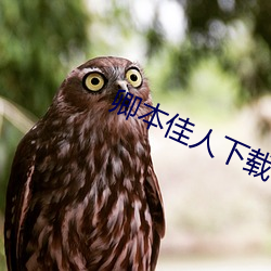 卿本(běn)佳人下载