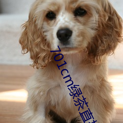 701cm绿茶直播 ��韬光敛彩）