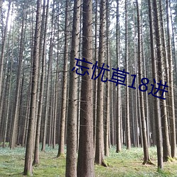 忘忧草18进
