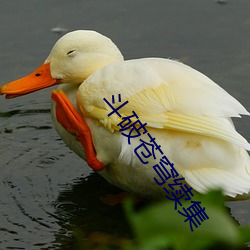 ca88手机客户端(安卓/苹果)CA88会员登录入口
