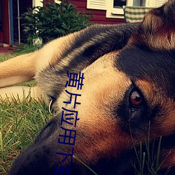 黄片应用下载