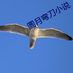 圆月弯刀小说