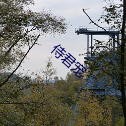 侍君宠(chǒng)