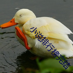 小说排行榜完结