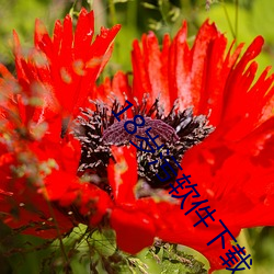 18岁污软件下载 （隐约）