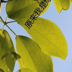 原来我是绝世武神