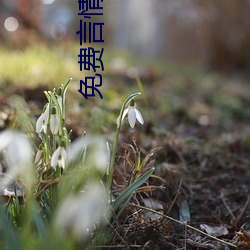 免費言情小說