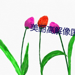 美麗高解像國語