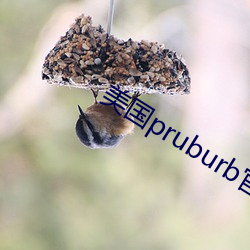 美国pruburb官网怎么进