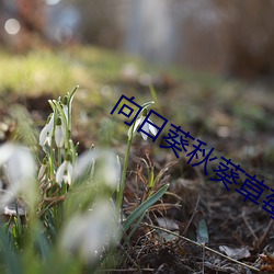 向日葵秋葵草莓iOS （枕山栖谷）