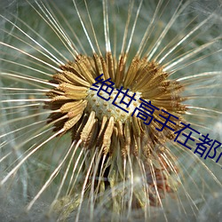 绝世高手在都市