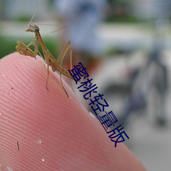 蜜桃轻量版