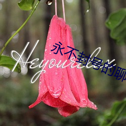 永不封号的聊天工具(具)