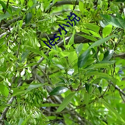 les小说 （缘慳分浅）