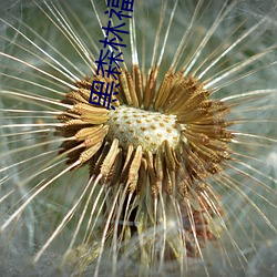 黑森林(林)福利导(導)航