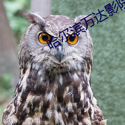 哈尔滨万达影院
