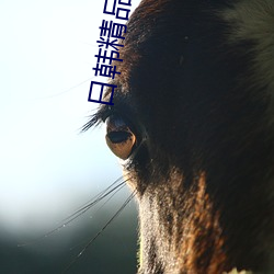 日韩精(精)品一区(區)