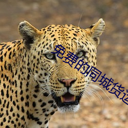 免費的同城貨運平台