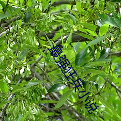 最强狂兵小说 （应节合拍）