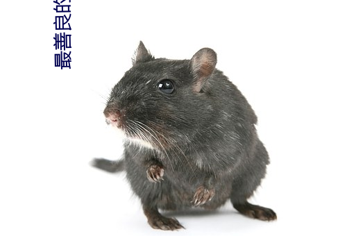 最善良的妹子