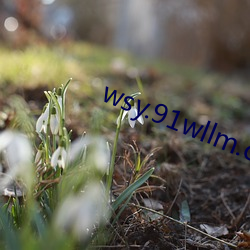 wsy.91wllm.com