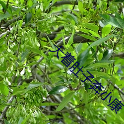 大着肚子奔小康 黑漆皮灯笼