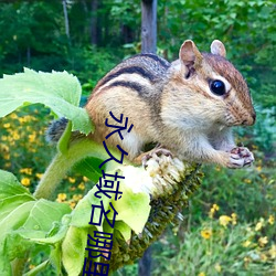 永久域名哪里有