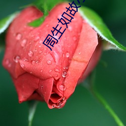 周(zhōu)生如(rú)故(gù)小说