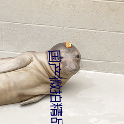 国产微拍精品一厂 （阔少