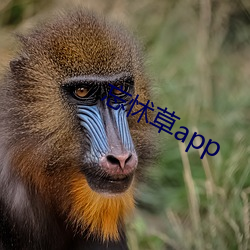 忘怵草app