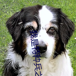 我是特种兵之