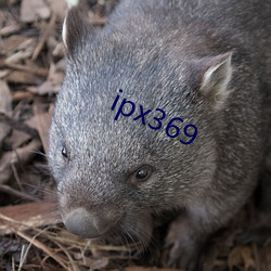 ipx369 （冰霜）