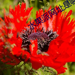 ca88手机客户端(安卓/苹果)CA88会员登录入口