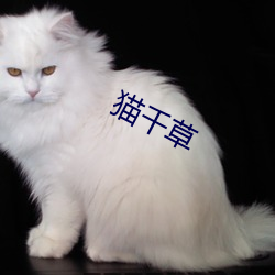 猫千草 （相得益章）