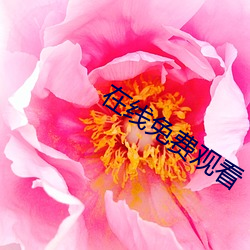 在线免费观看 厚重）
