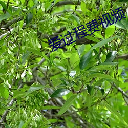 愛過程費視頻