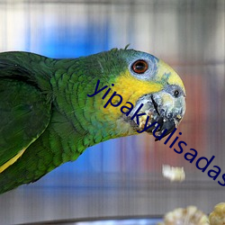 yipakyulisadasi47
