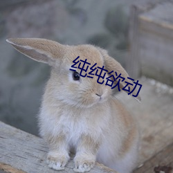 纯(純)纯欲(欲)动